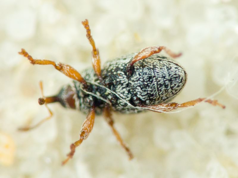 Curculionidae Latreille, 1802